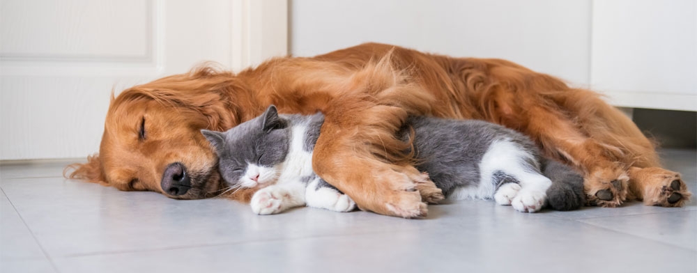HVAC Maintenance Tips for Pet Owners