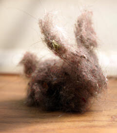 Don't Let Me Run Your House! A Dust Bunny